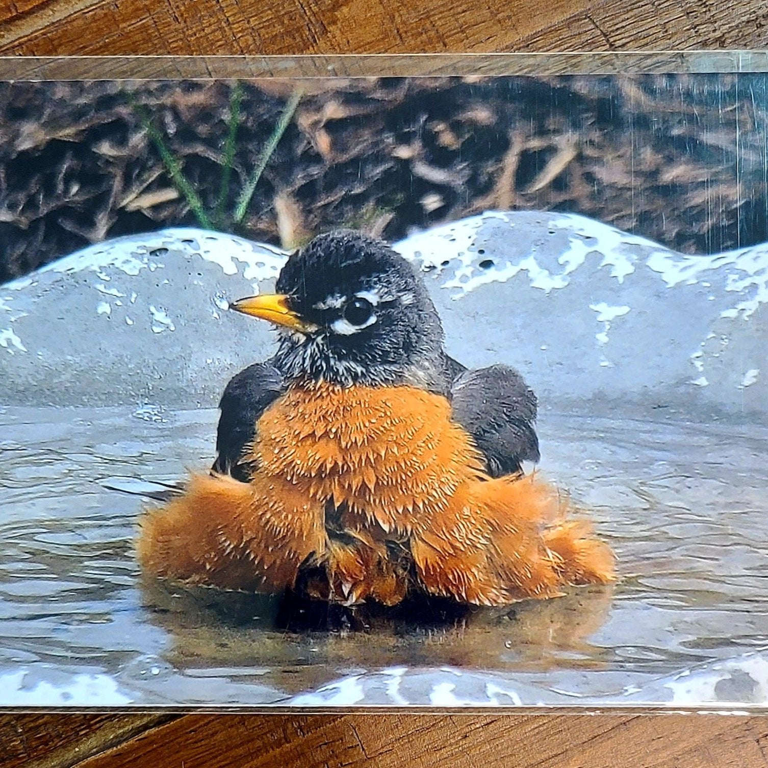 "The Soak" Robin Taking a Bath